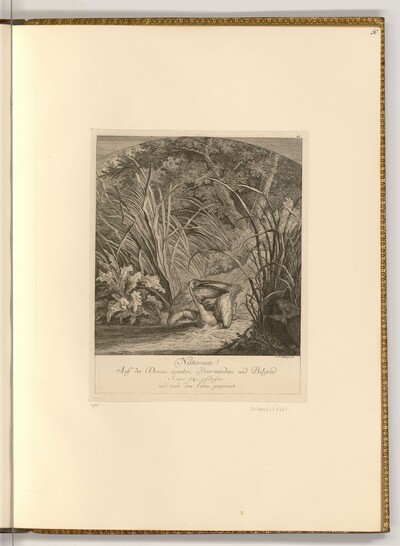 Pelikan von Johann Elias Ridinger