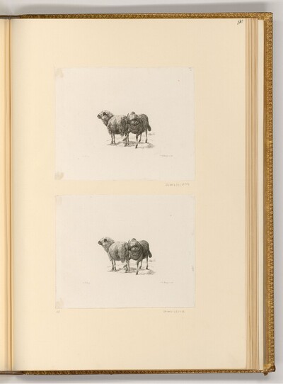 Widder und läufiges Schaf von Johann Adam von Bartsch