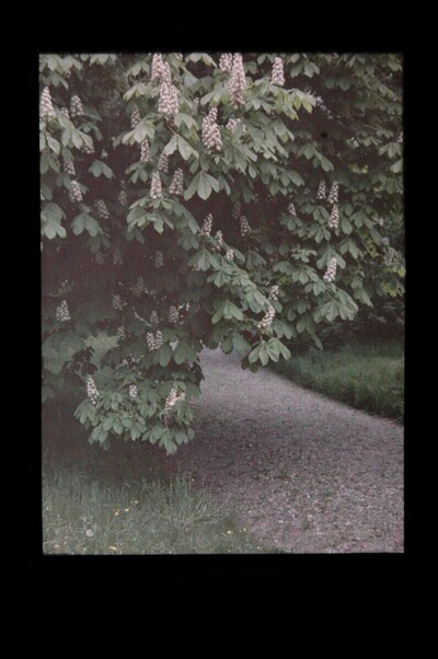 Blühender Kastanienbaum von Joseph von Rheden