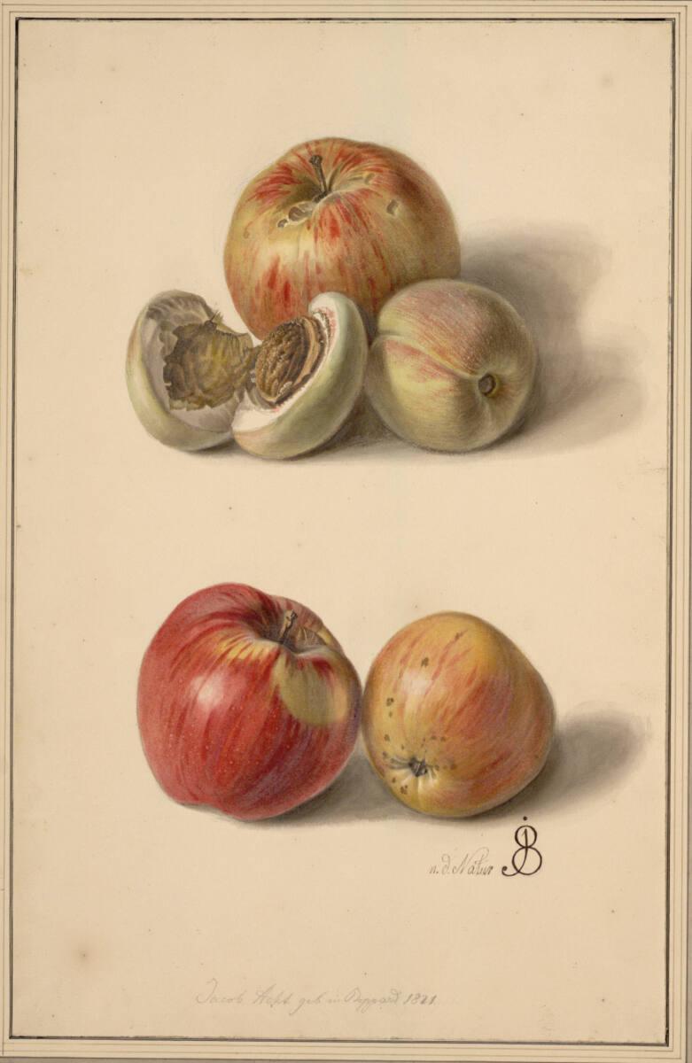 Jakob Acht, Äpfel und Pfirsiche, Inv. Nr.: 4913