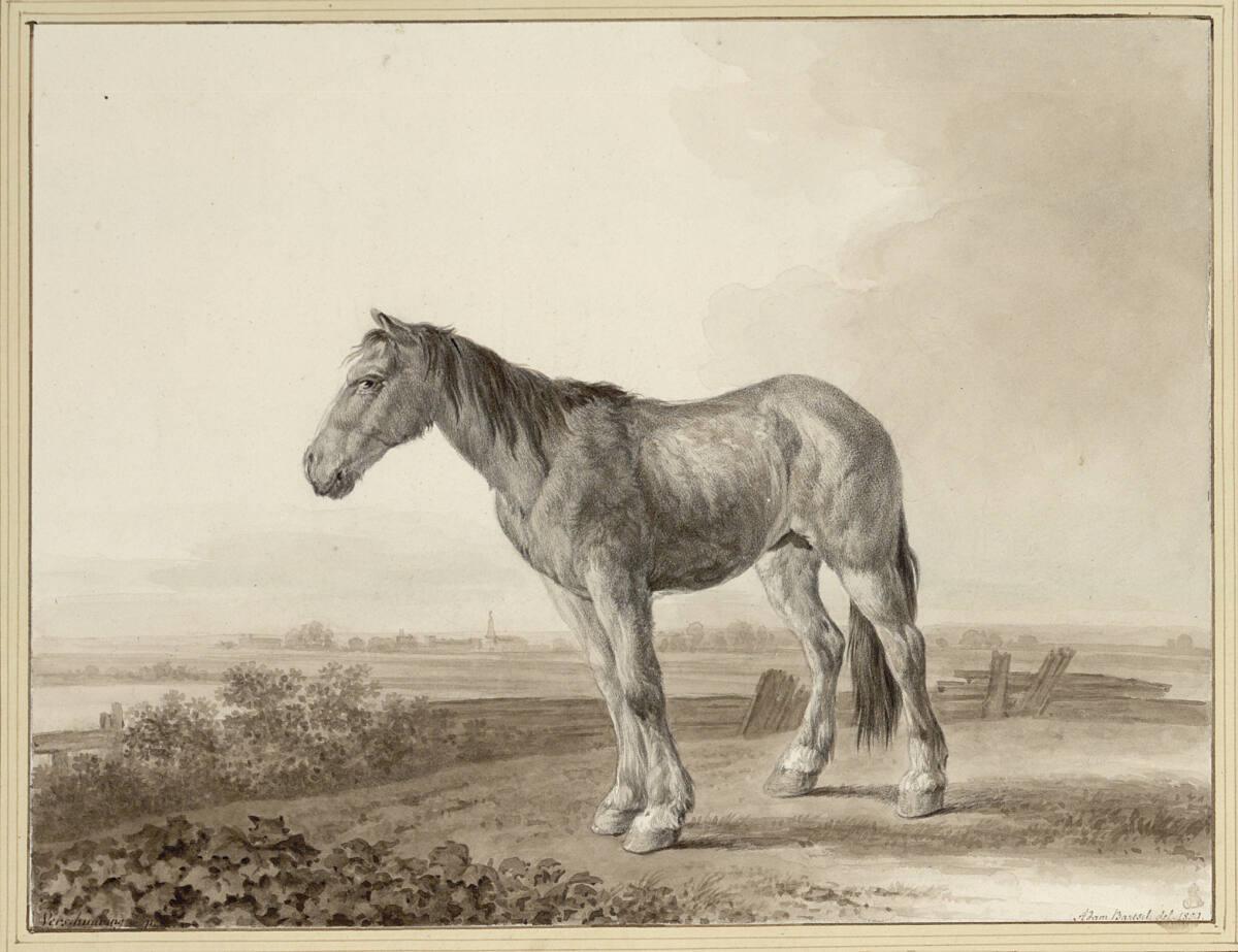 Johann Adam von Bartsch, Martin von Molitor, Ein Fohlen, Inv. Nr.: 5022