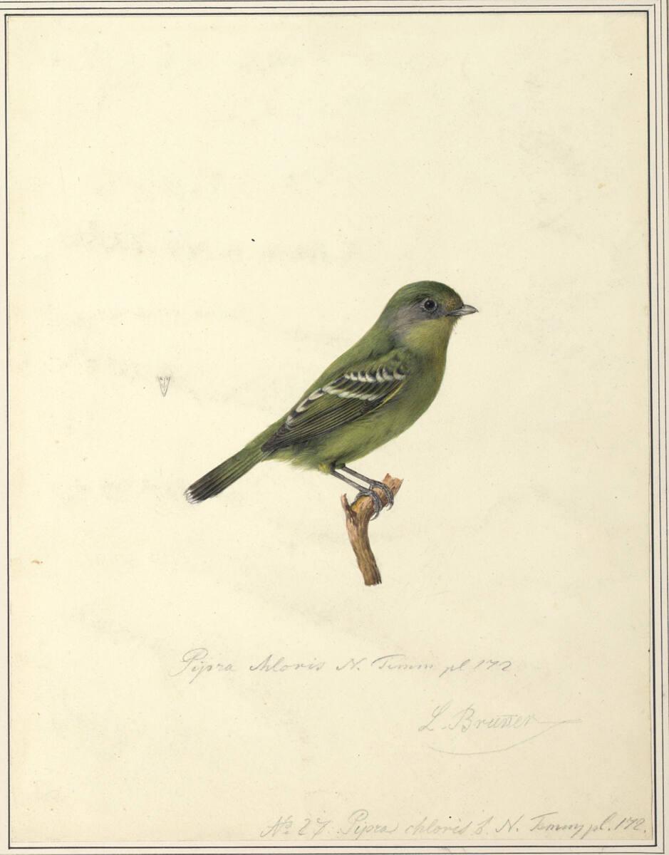 Leopold Brunner d.Ä., Graunackenschnurrvogel (Pipra chloris), Inv. Nr.: 5079