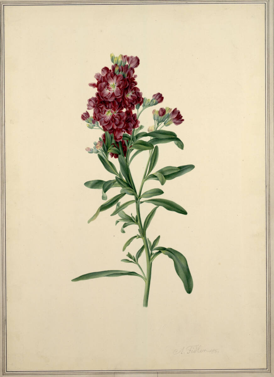 Rote Levkoje, AntonFidler, 1840