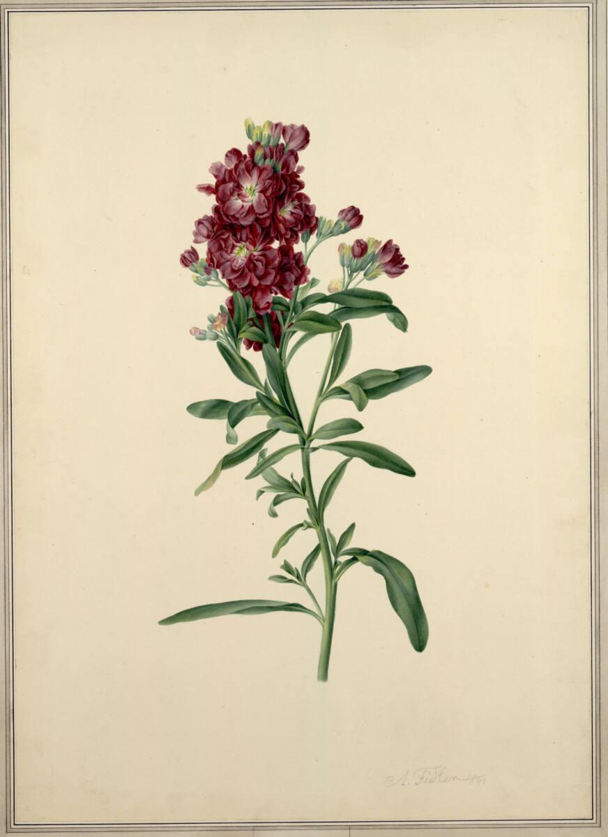 Anton Fidler (Fiedler), Rote Levkoje, Inv. Nr.: 5221