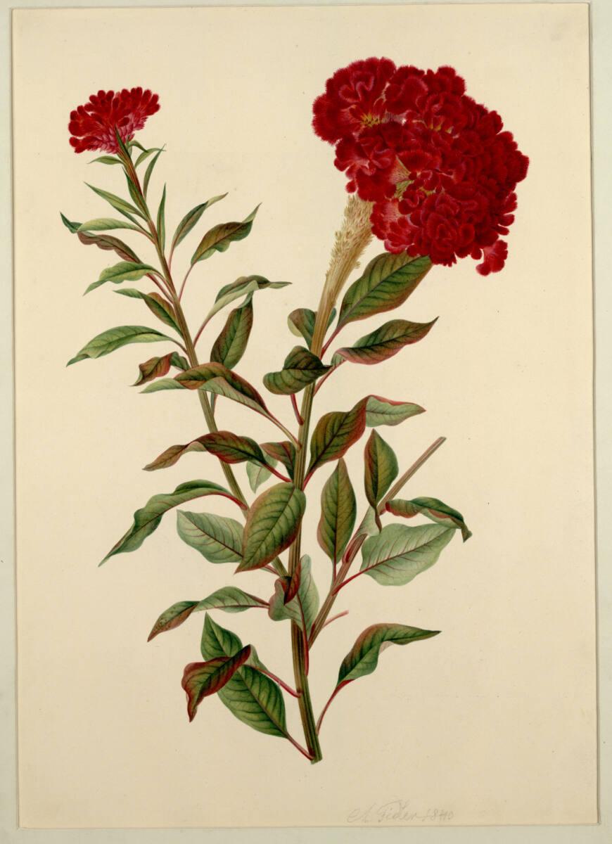 Anton Fidler (Fiedler), Hahnenkamm, Inv. Nr.: 5222