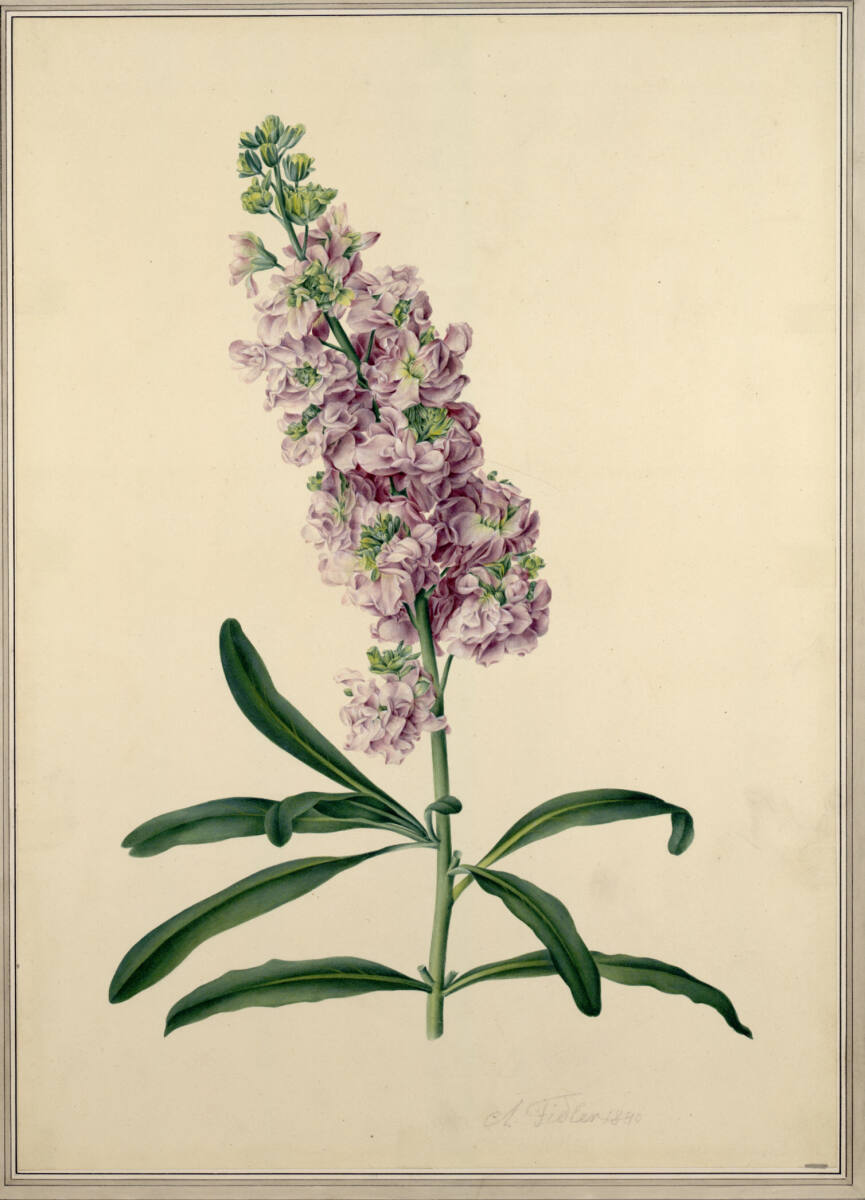 Levkoje, AntonFidler, 1840