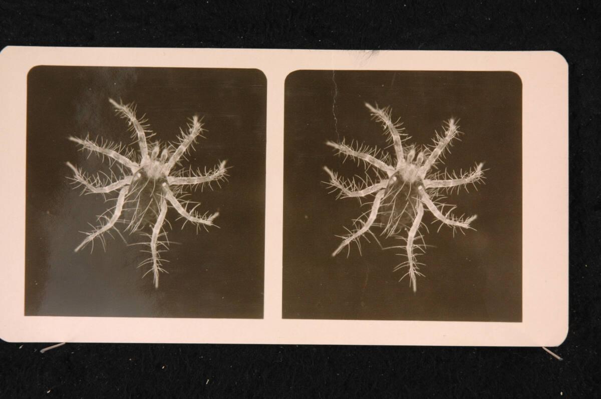 Romanus Schmehlik, Milbe, Maßstab 60:1, Inv. Nr.: FotoGLV2000/16705