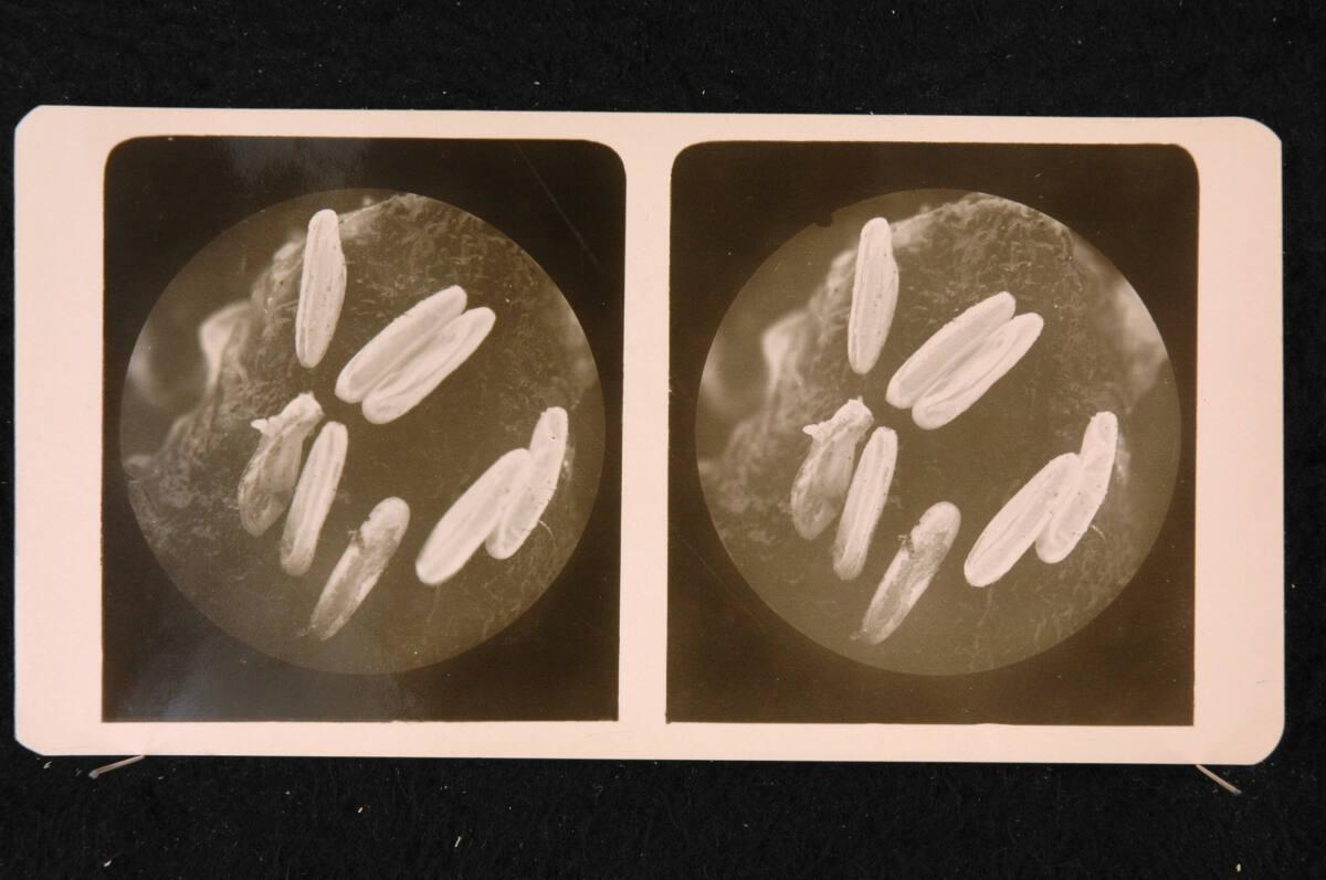 Romanus Schmehlik, Schmeissfliegeneier, Maßstab 12:1, Inv. Nr.: FotoGLV2000/16709