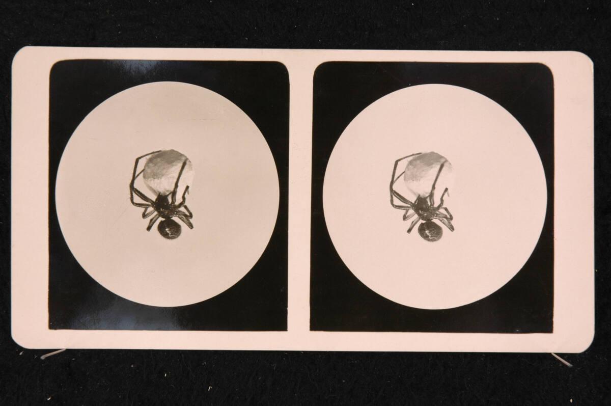 Romanus Schmehlik, Spinne mit ihrem Nest, Maßstab 8:1, Inv. Nr.: FotoGLV2000/16713