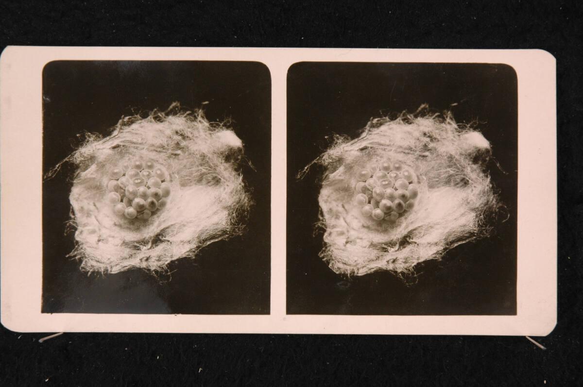 Romanus Schmehlik, Spinnennest, Maßstab 10:1, Inv. Nr.: FotoGLV2000/16715