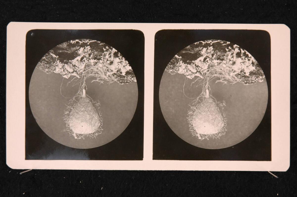 Romanus Schmehlik, Spinnennest, Maßstab 7:1, Inv. Nr.: FotoGLV2000/16716