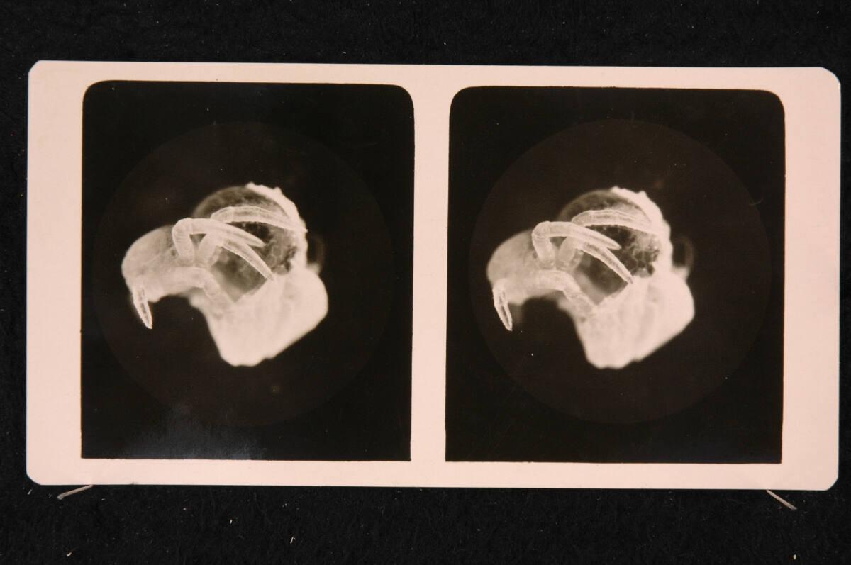 Romanus Schmehlik, Kreuzspinne während des Auskruchs, Maßstab 30:1, Inv. Nr.: FotoGLV2000/16723