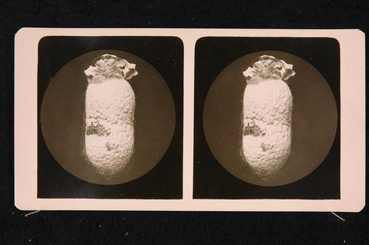 Romanus Schmehlik, Ausschlüpfender Seidenspinner, Maßstab 3:2, Inv. Nr.: FotoGLV2000/16726