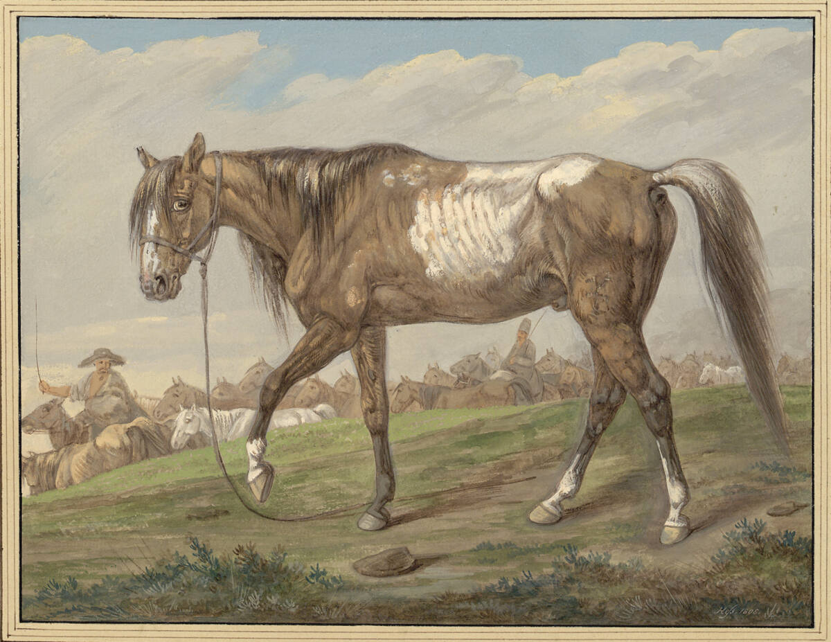 Polnisches Remontepferd für die leichte sächsische Kavallerie abseits der Herde auf der Weide, Carl Adolph Heinrich Heß, 1808