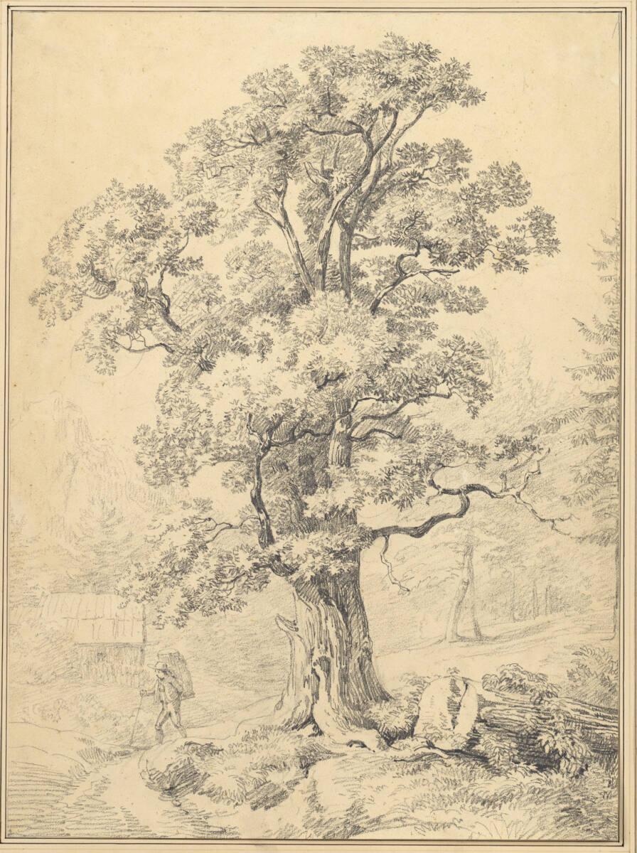 Joseph Höger, Alter Baum, Inv. Nr.: 5494