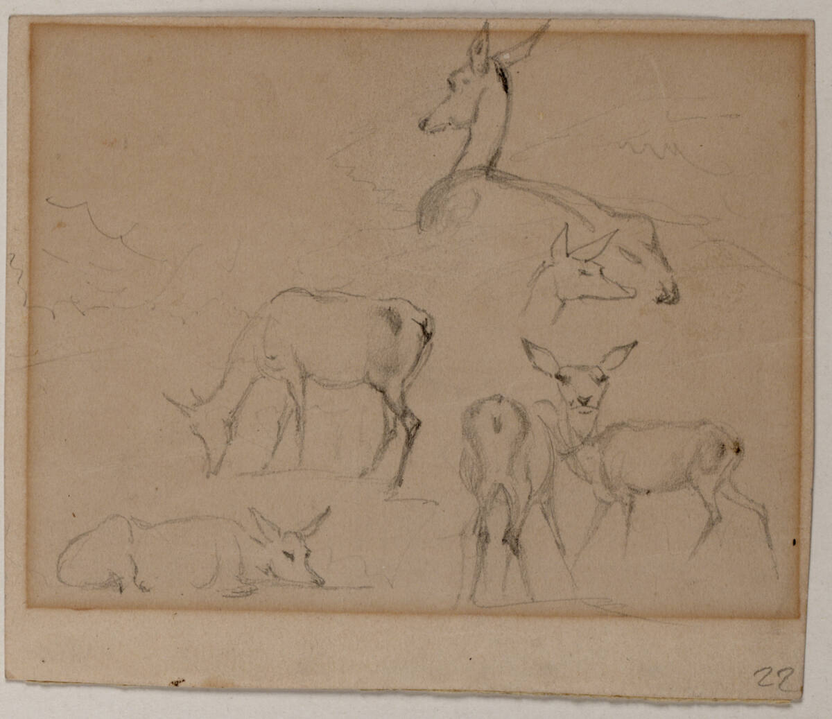 Rehstudien, Friedrich Gauermann