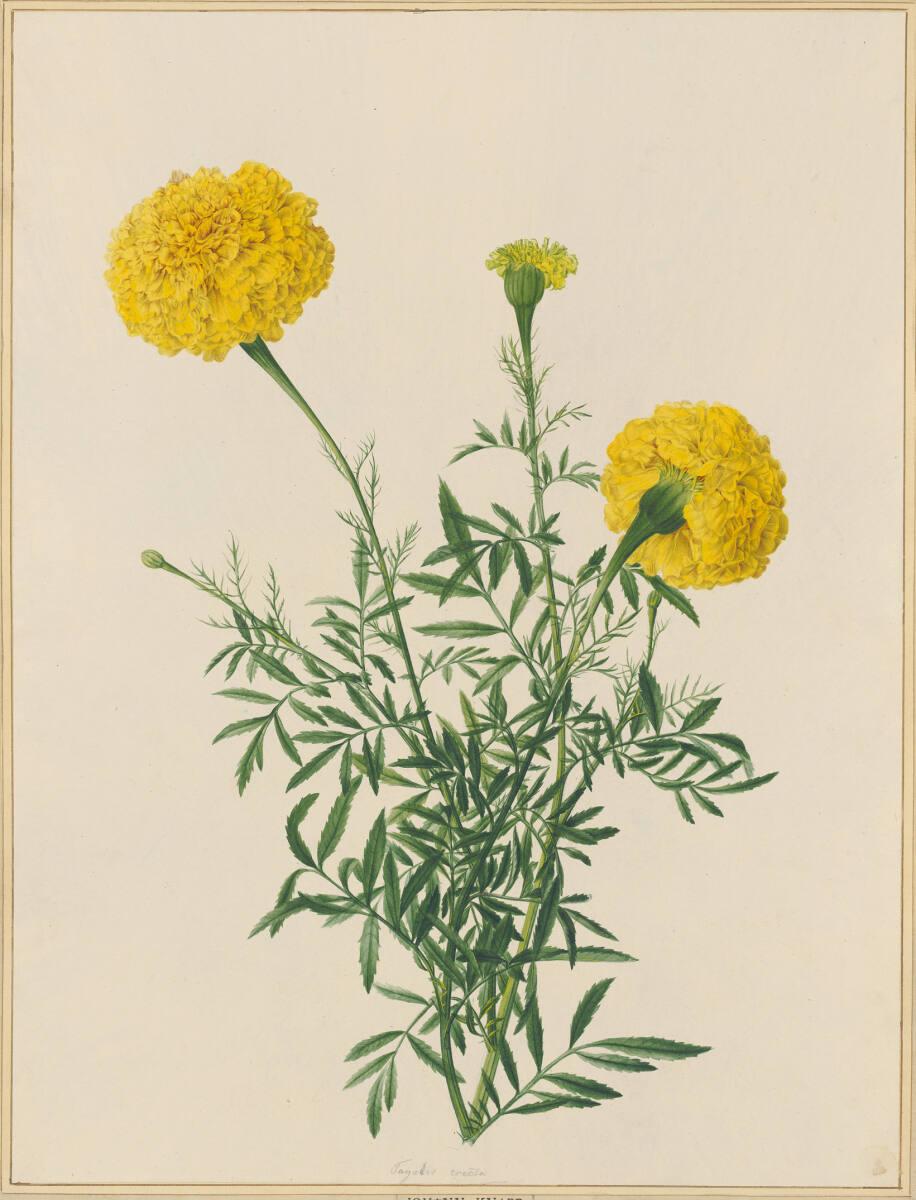Johann Knapp, Tagetes, Inv. Nr.: 5610