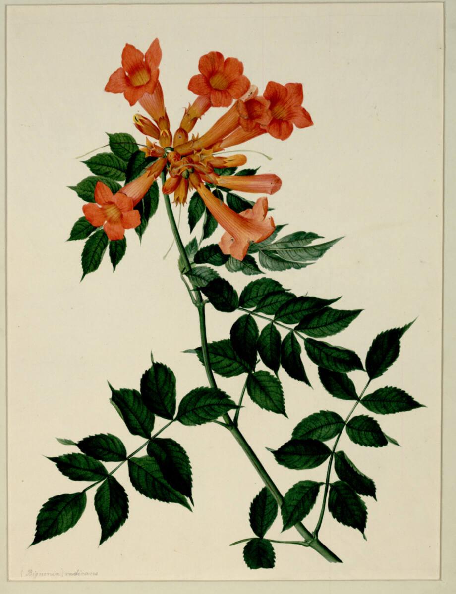 Johann Knapp, Bignonia radicans, Inv. Nr.: 5611