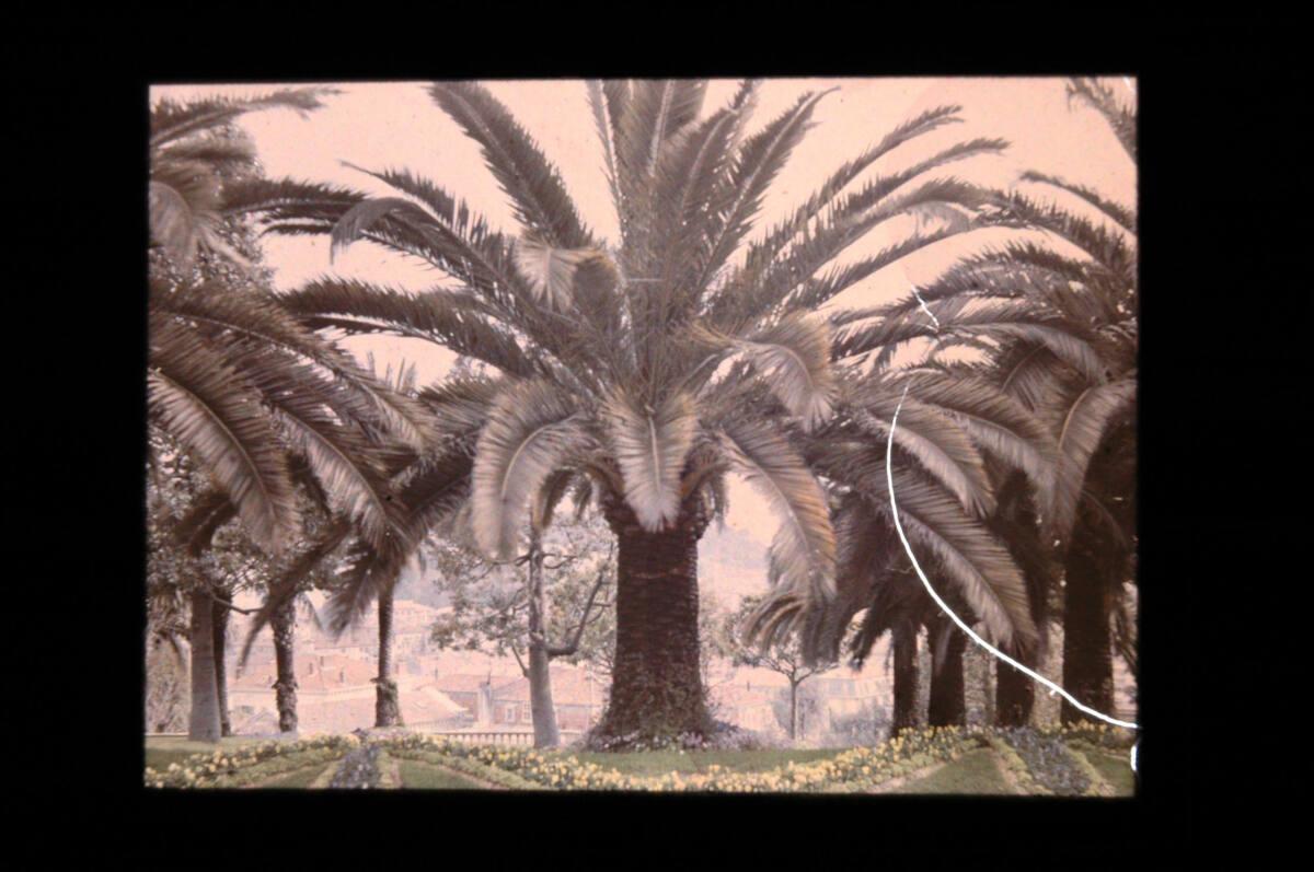 Arthur von Hübl, Park mit Palmen (Taormina?), Inv. Nr.: FotoGLV2000/15289