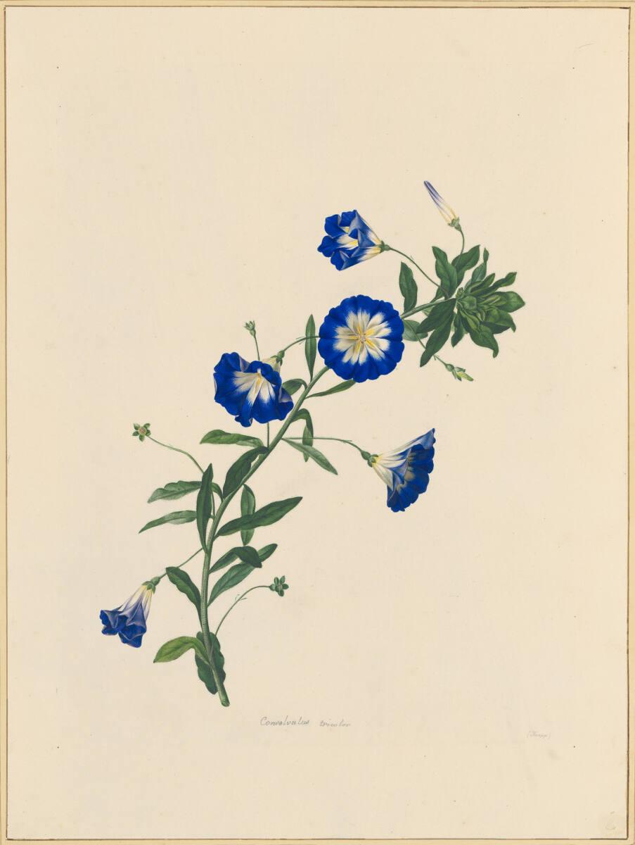 Johann Knapp, Winde, Inv. Nr.: 5612