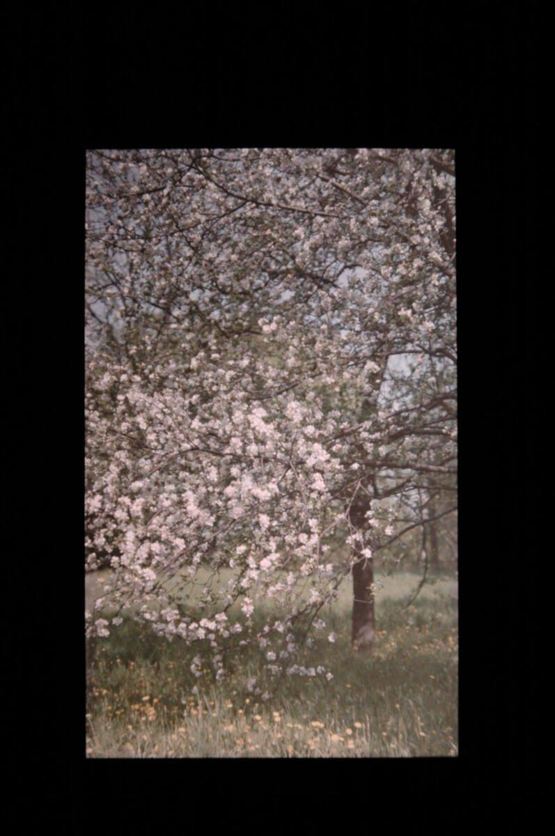 Joseph von Rheden, Blühender Baum, Inv. Nr.: FotoGLV2000/18031