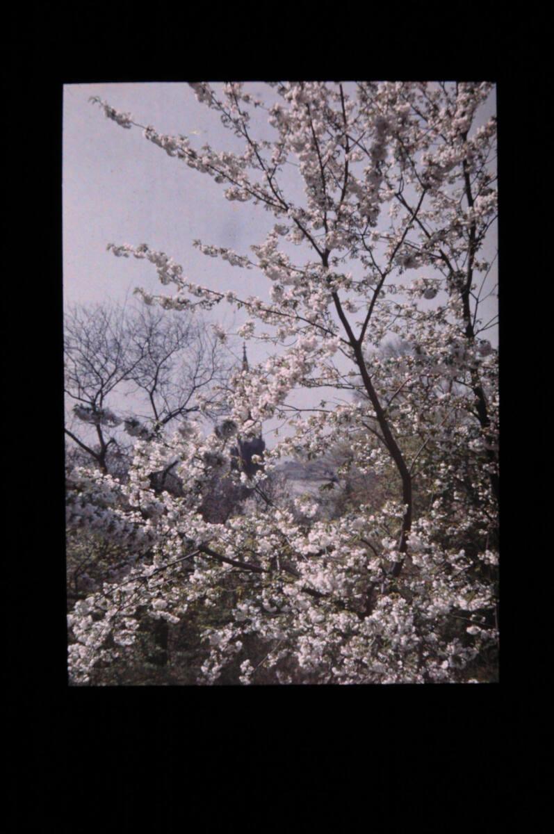 Joseph von Rheden, Blühender Baum mit Kirchturm im Hintergrund, Inv. Nr.: FotoGLV2000/18034