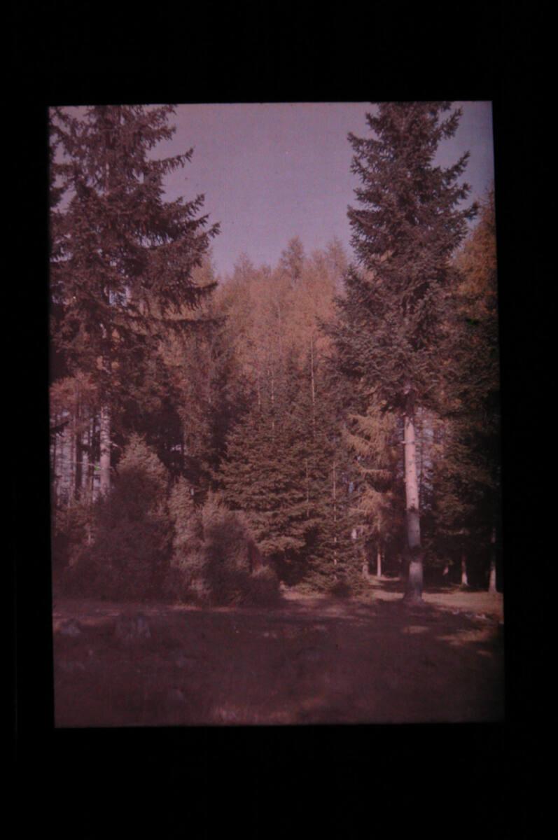 Joseph von Rheden, Waldrand, Inv. Nr.: FotoGLV2000/18103