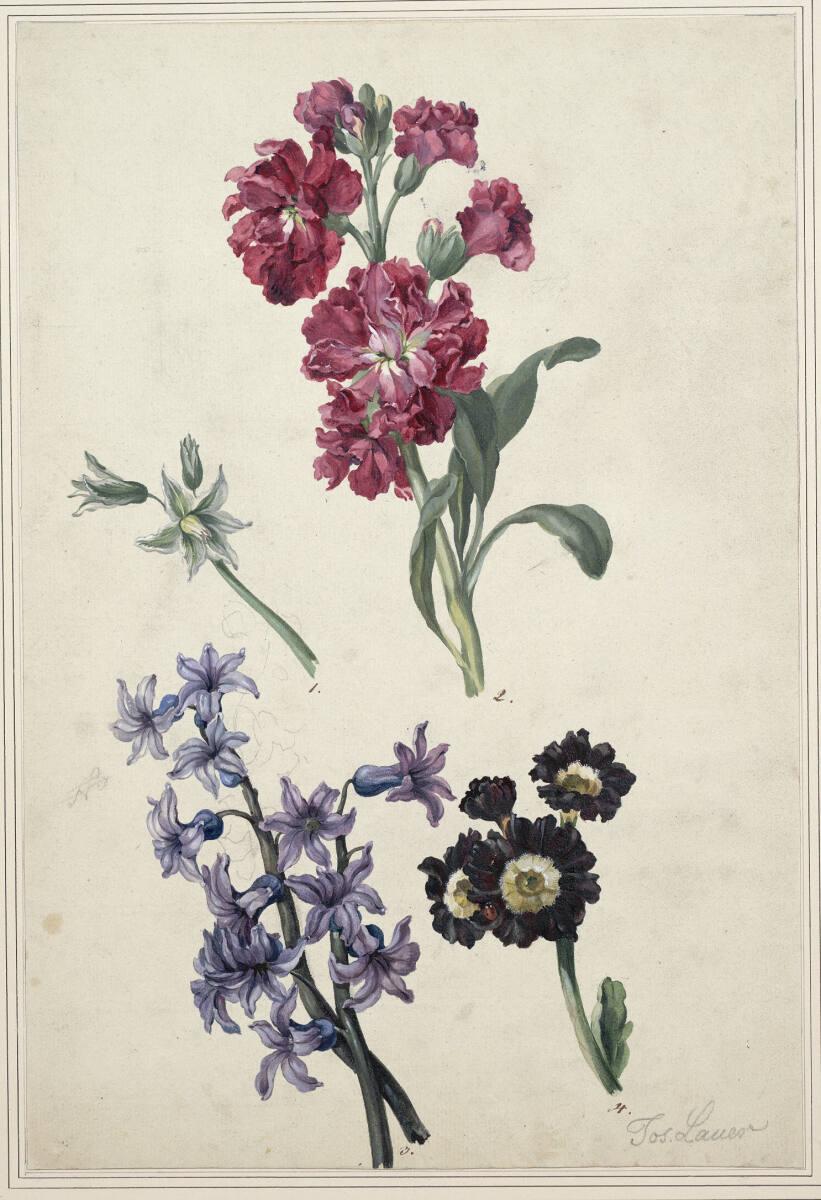 Josef Lauer , Vier Blumenstudien, Inv. Nr.: 5776