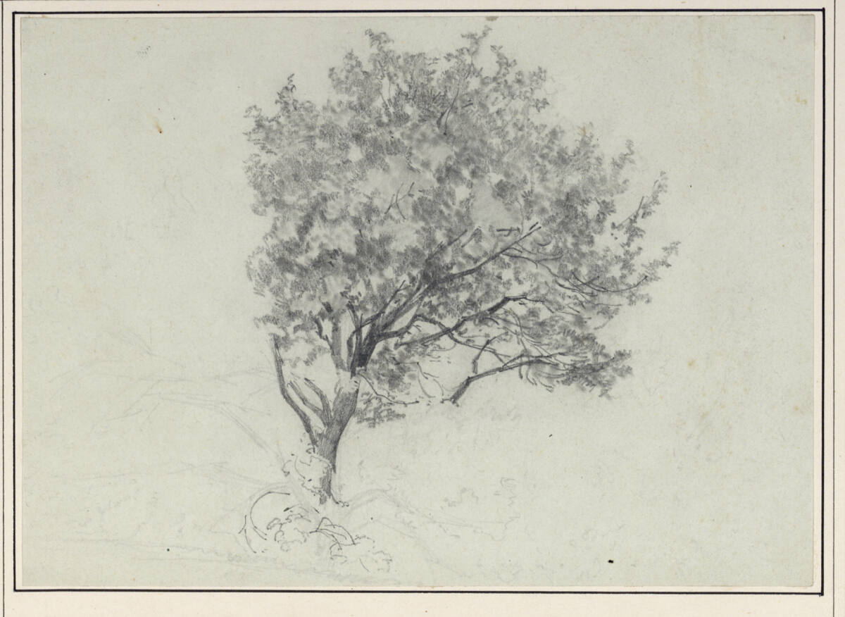 Baumstudie, August von Pettenkofen