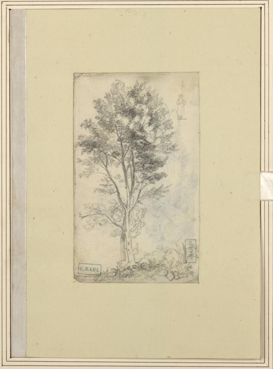 Karl Rahl (der Jüngere), Baumstudie, Inv. Nr.: 6211r