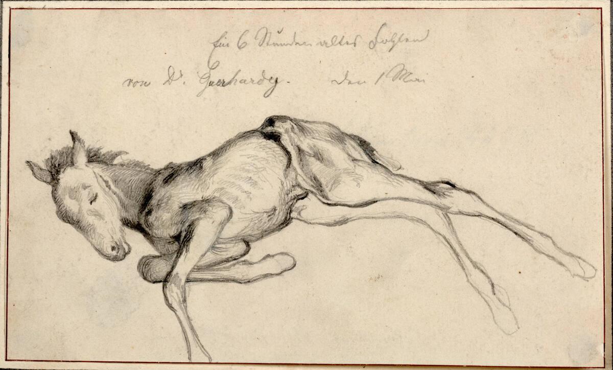 Teutwart Schmitson, Liegendes Fohlen, Inv. Nr.: 6414