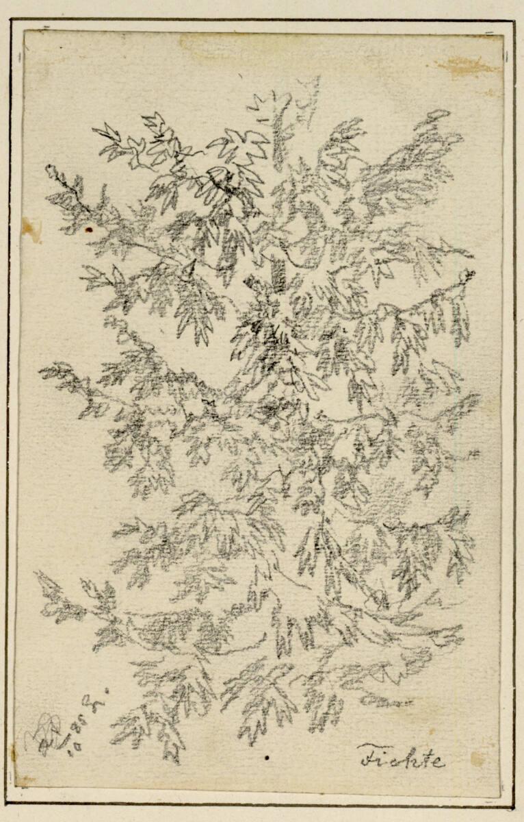 Carl Pischinger, Fichte, Inv. Nr.: 7490