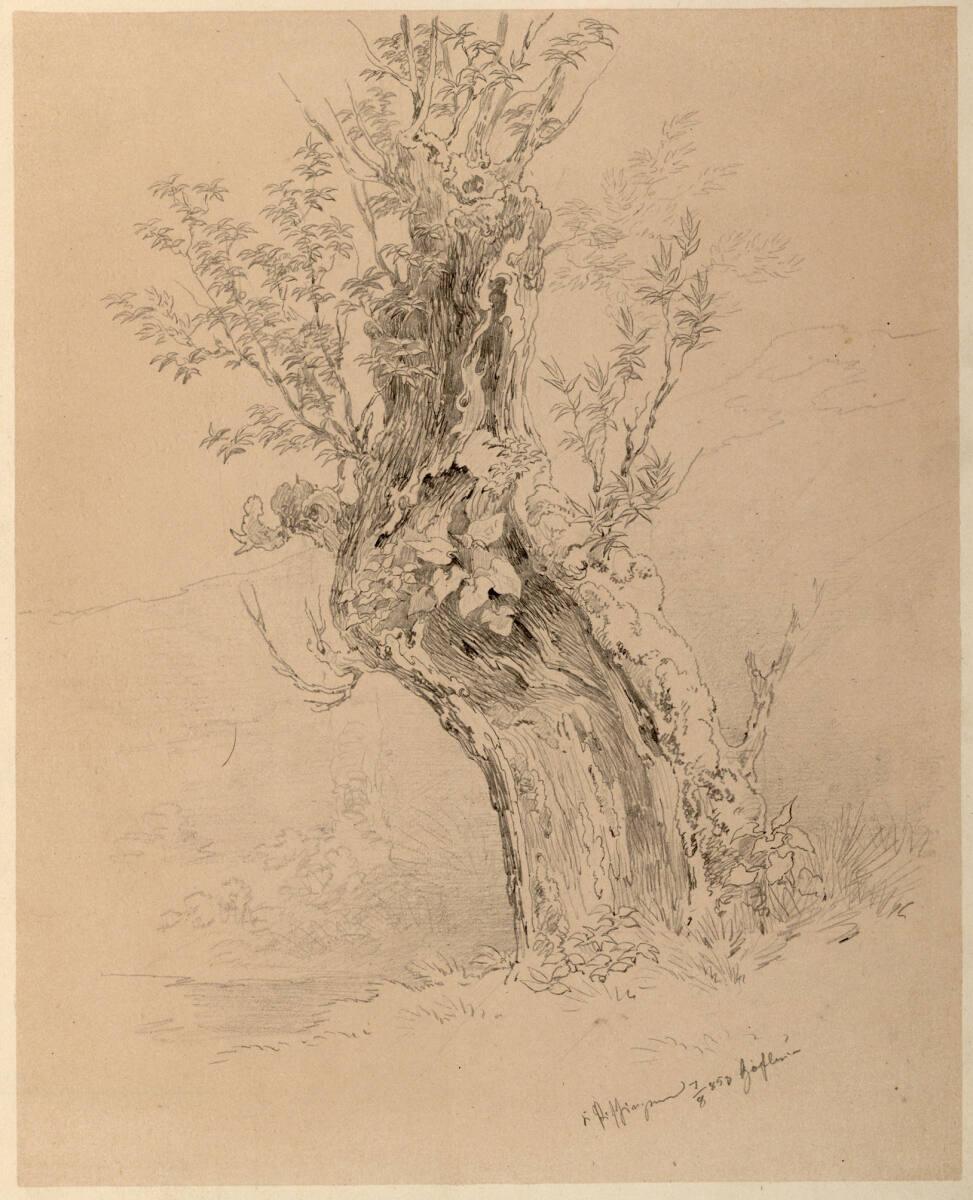 Carl Pischinger, Baumstudie, Inv. Nr.: 7669