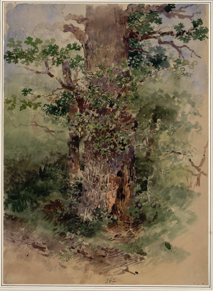 Baumstudie, Carl Pischinger