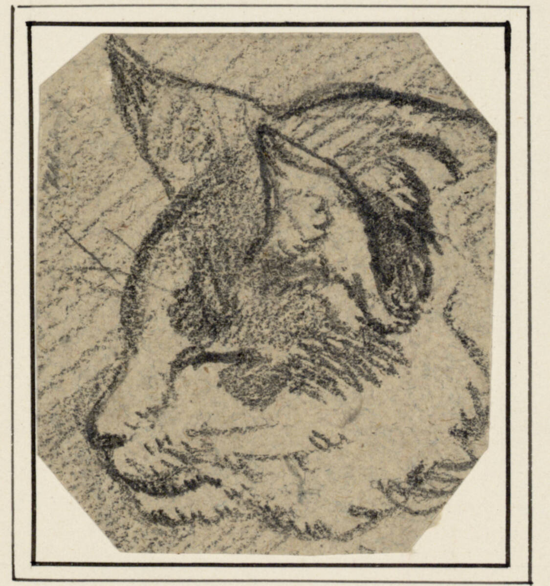 Katzenkopf von der Seite nach links, Carl Pischinger