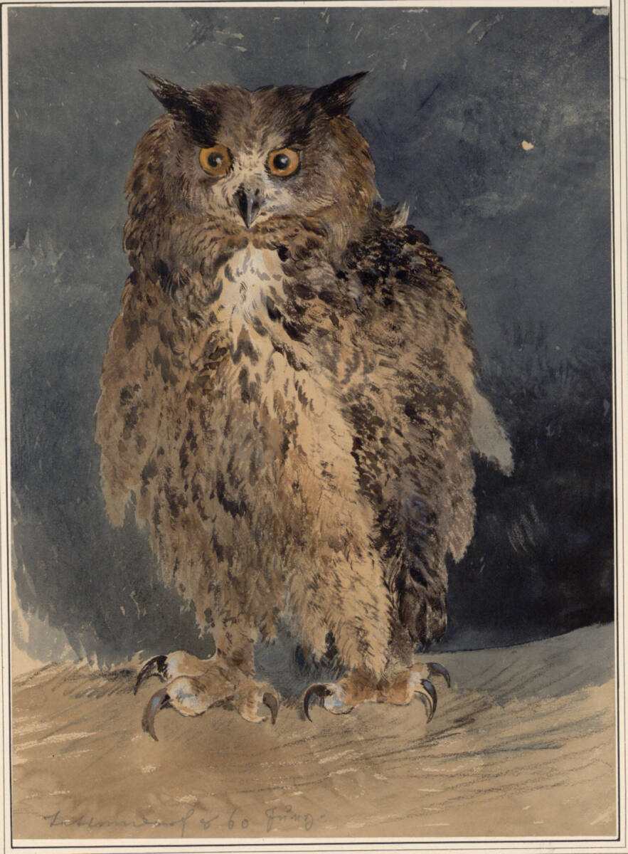 Eule, Carl Pischinger, 1860