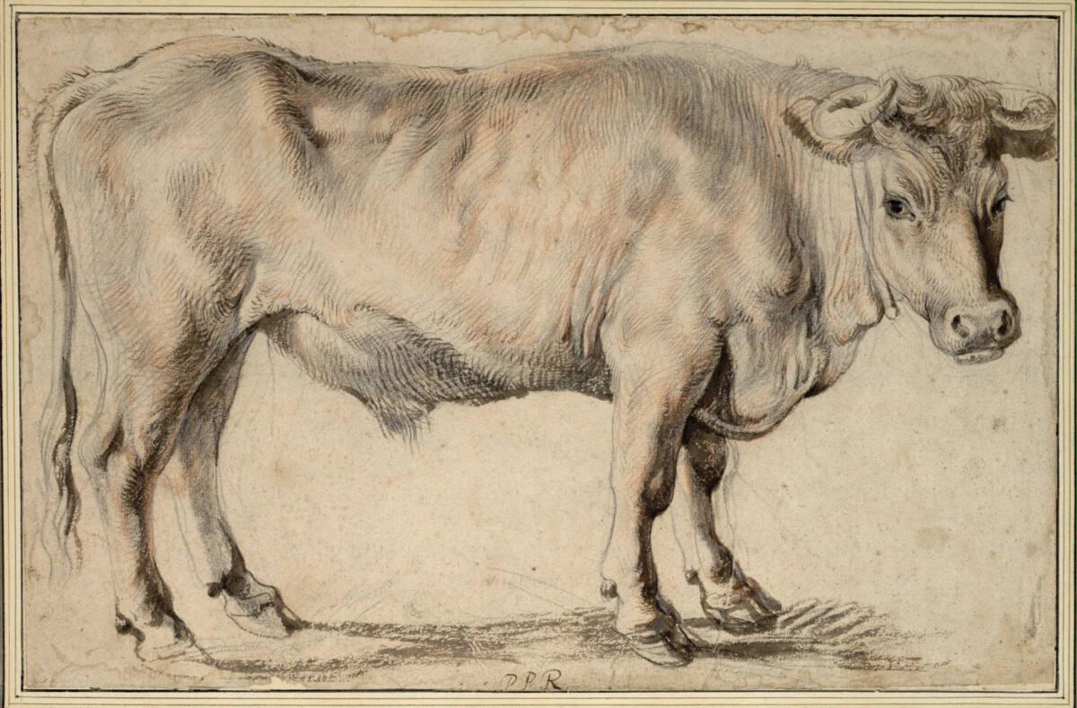 Peter Paul Rubens, Ochse, Inv. Nr.: 8253