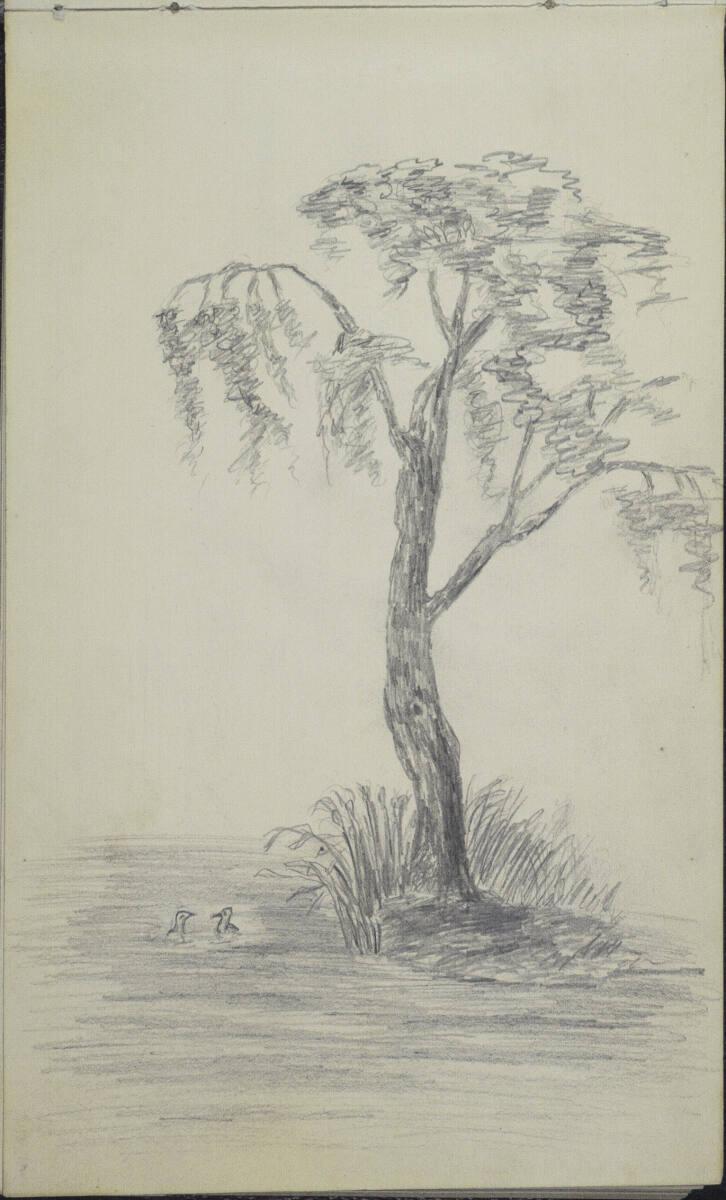 Adalbert Stifter, Baum am Ufer eines Gewässers, Inv. Nr.: 31377/43v