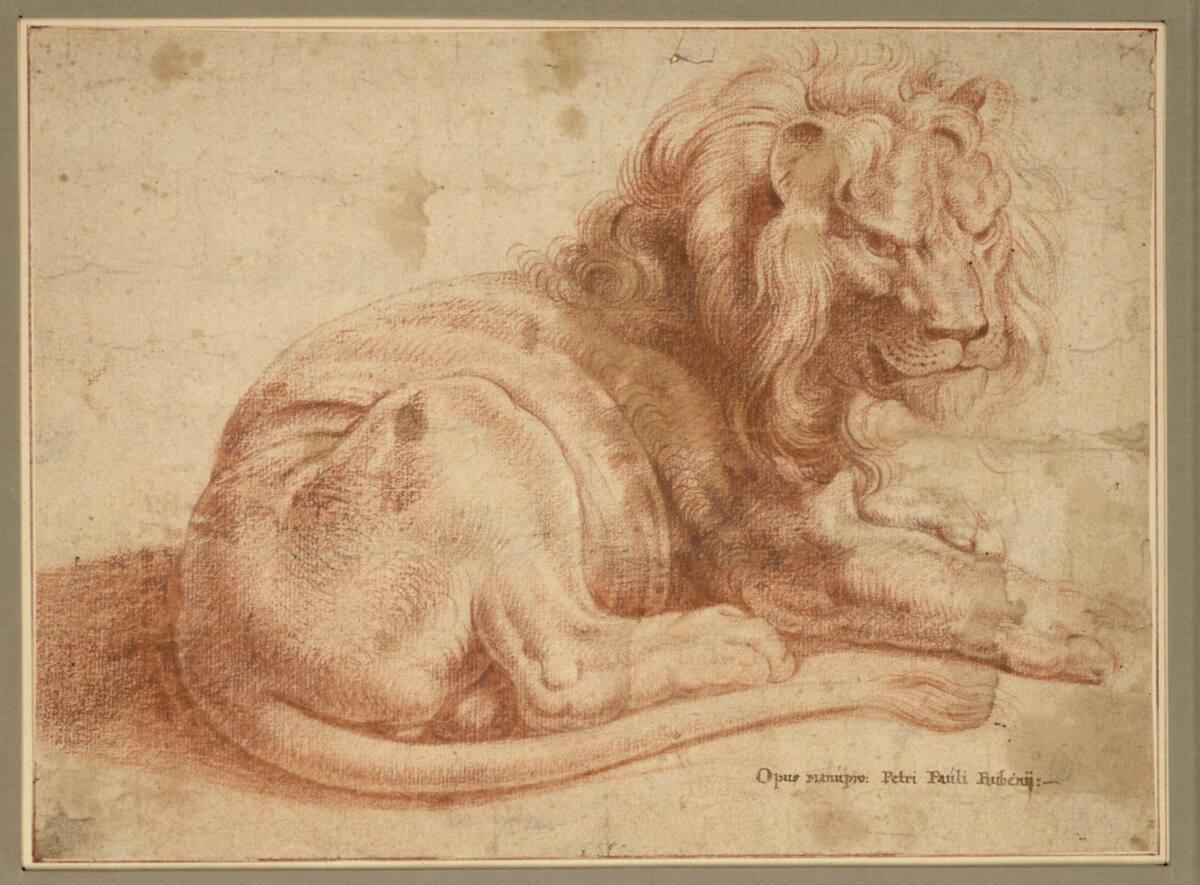 Anonym, Liegender alter Löwe, Inv. Nr.: 8311