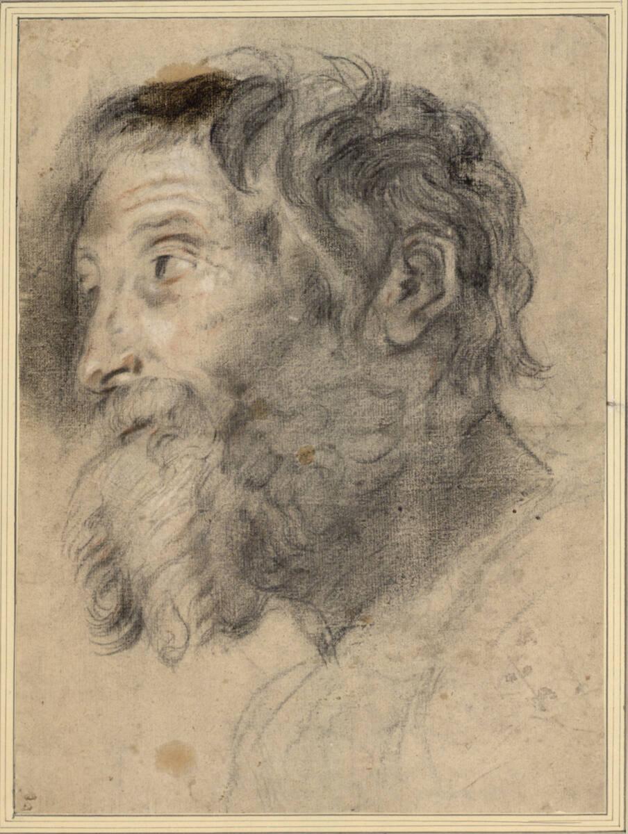 Jacob Jordaens, Bärtiger Männerkopf, nach links blickend, Inv. Nr.: 8467