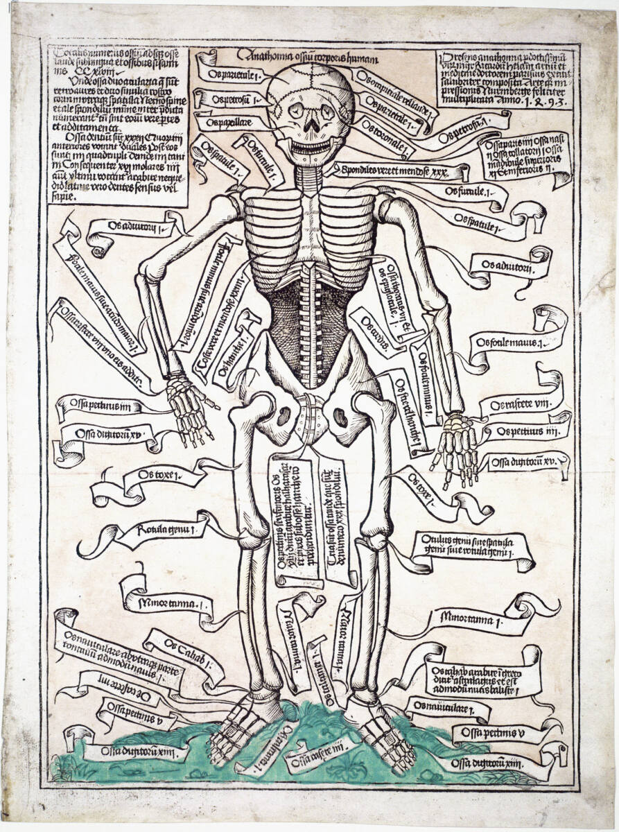 Das menschliche Skelett, NürnbergerMeister, 1493