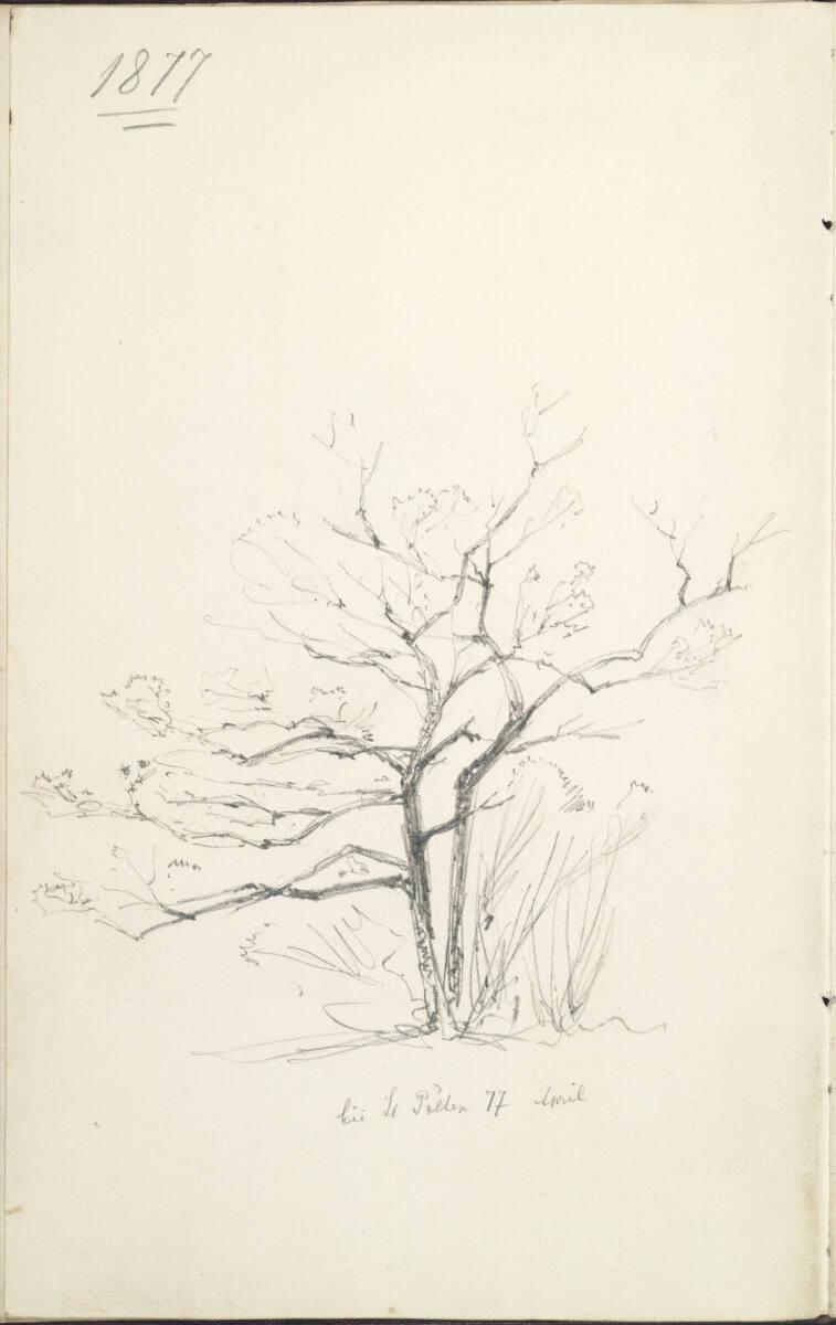 Theodor von Hörmann, Baumstudie, bei St. Pölten, im April 1877, Inv. Nr.: 26406/7v