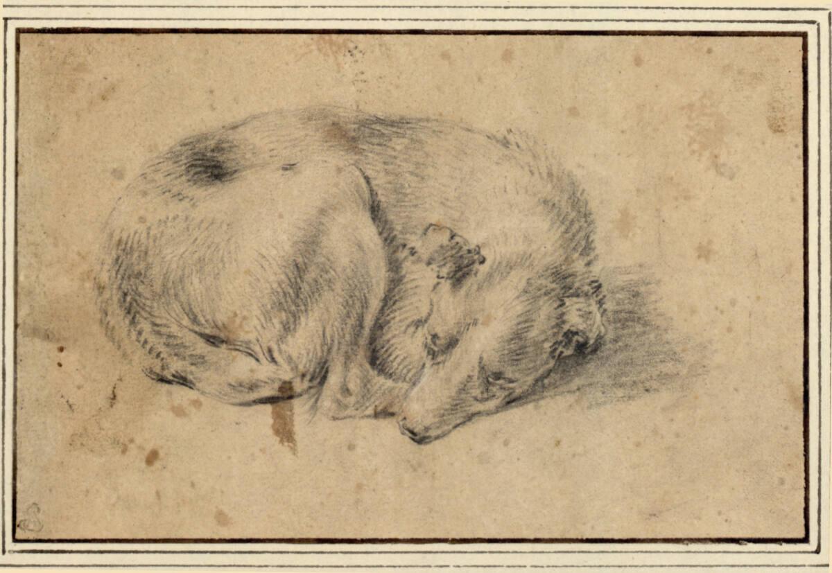 Aelbert Cuyp, Liegender Hund, Inv. Nr.: 8761