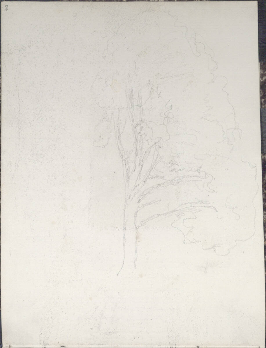 Skizze eines Baumes, Rudolf Ribarz