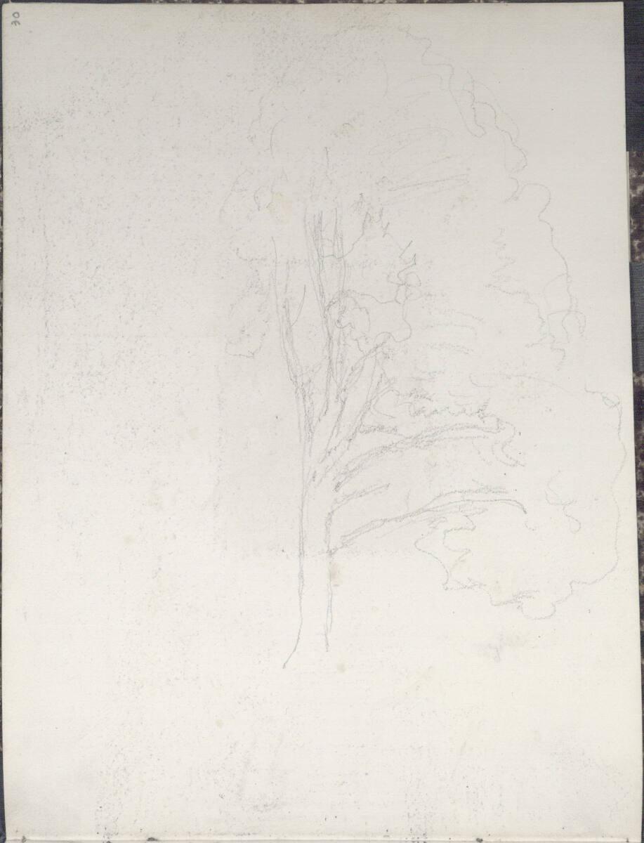 Rudolf Ribarz, Skizze eines Baumes, Inv. Nr.: 28602/30r