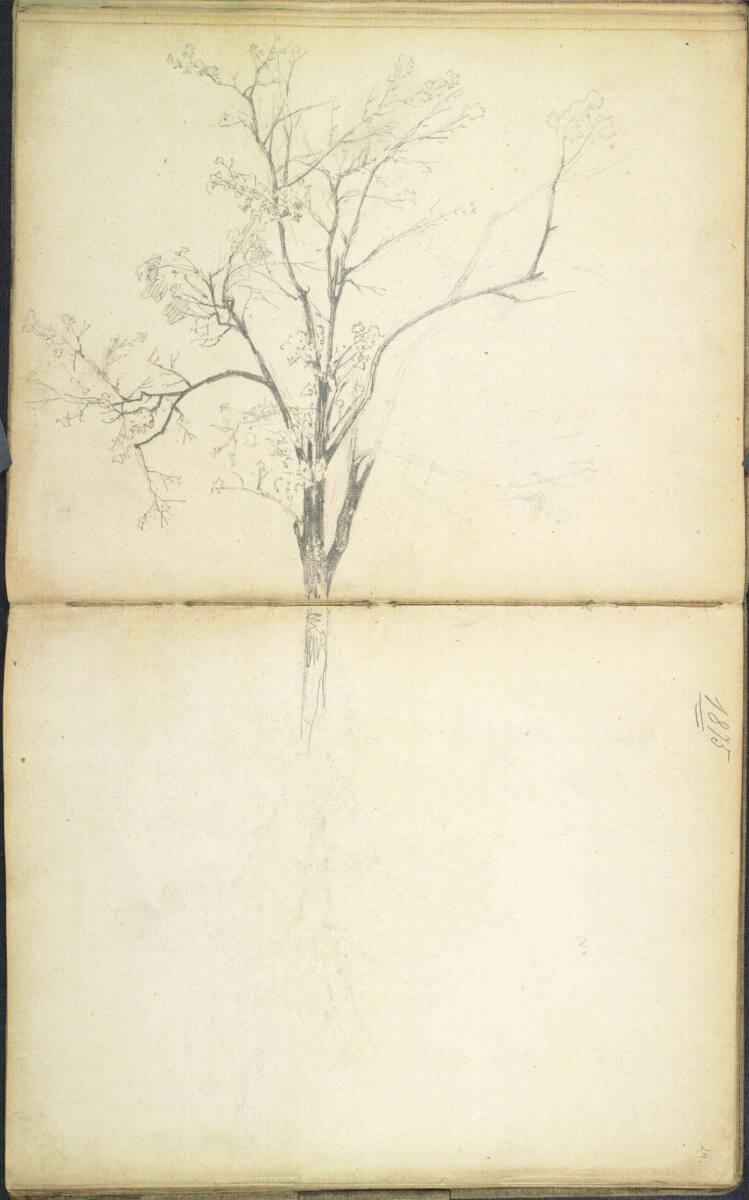 Theodor von Hörmann, Baumstudie, Inv. Nr.: 29552/13v-14r