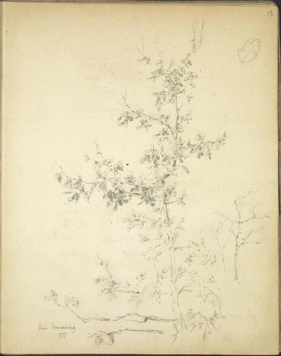 Theodor von Hörmann, Baumstudie, Inv. Nr.: 29552/19r