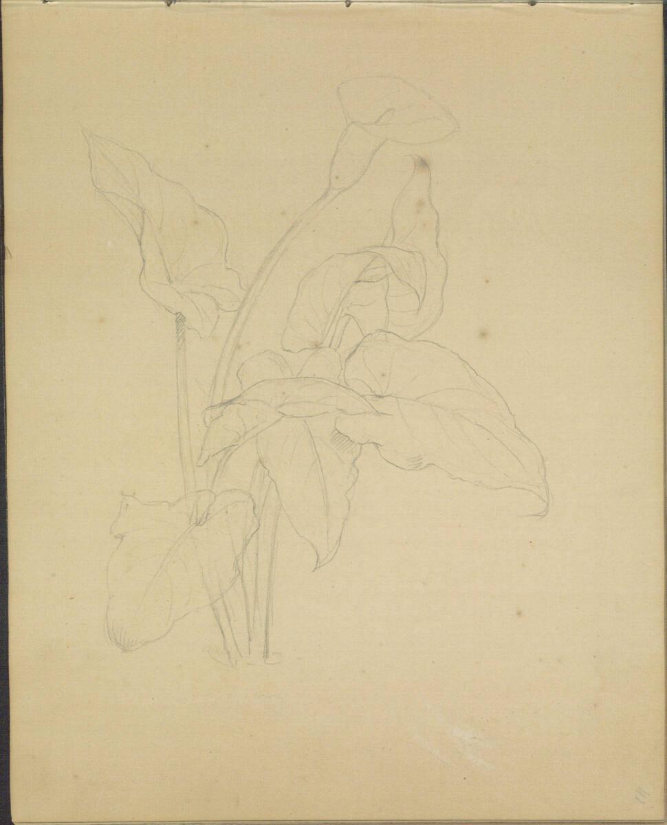 Ferdinand Georg Waldmüller, Verschiedene Skizzen, Inv. Nr.: 31376/41