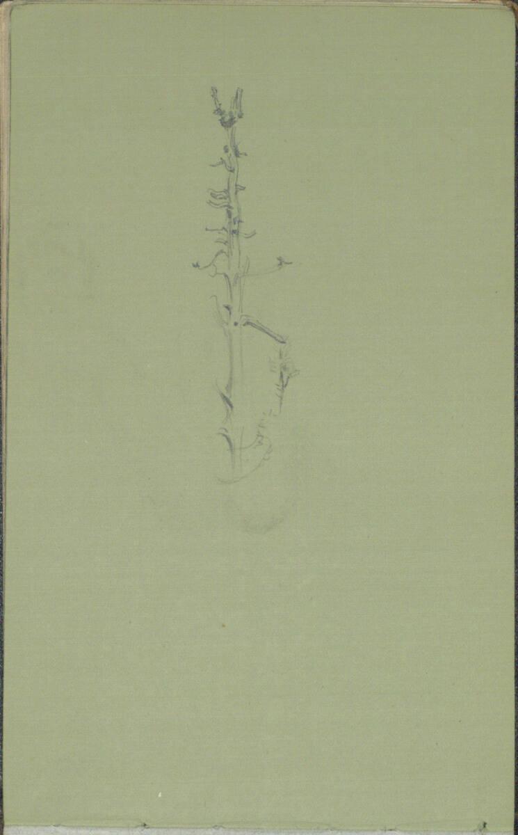 Anton Romako, Baumstudie, Inv. Nr.: 25886/14v