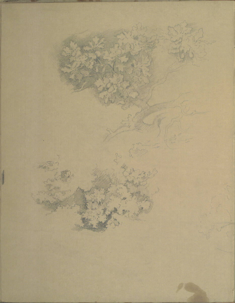 Pflanzenstudien, Moritz von Schwind, 1859–1860